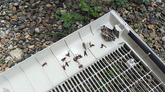 京都府京都市左京区でエアコン室外機の中に営巣したアシナガバチの蜂の巣駆除