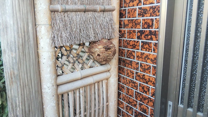 滋賀県彦根市で玄関横に営巣したコガタスズメバチの蜂の巣駆除
