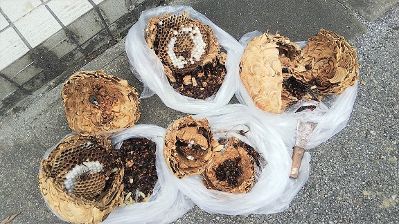 滋賀県愛知郡愛荘町で家屋各所に営巣したコガタスズメバチの蜂の巣駆除