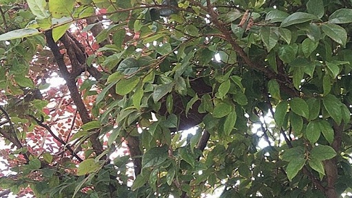 福井県敦賀市で庭木に営巣したコガタスズメバチの蜂の巣駆除