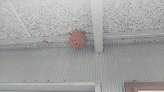 滋賀県蒲生郡日野町で消防団ガレージの軒下に営巣したキイロスズメバチの蜂の巣駆除
