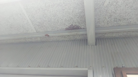 滋賀県蒲生郡日野町で消防団ガレージの軒下に営巣したキイロスズメバチの蜂の巣駆除