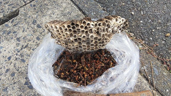 滋賀県蒲生郡日野町で自然公園内の石垣に営巣したアシナガバチの蜂の巣駆除