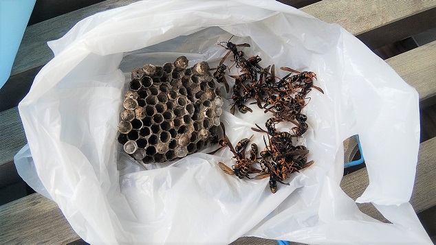 京都府京都市東山区でベランダ流し台の下に営巣したアシナガバチの蜂の巣駆除