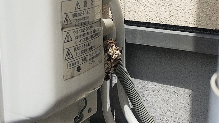 大阪府枚方市でエアコン室外機の裏に営巣したアシナガバチの蜂の巣駆除