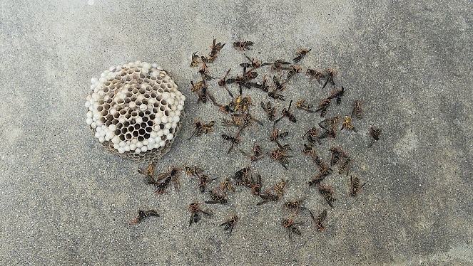 大阪府枚方市でエアコン室外機の裏に営巣したアシナガバチの蜂の巣駆除