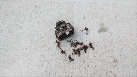 大阪府枚方市で軒下に営巣したアシナガバチの蜂の巣駆除