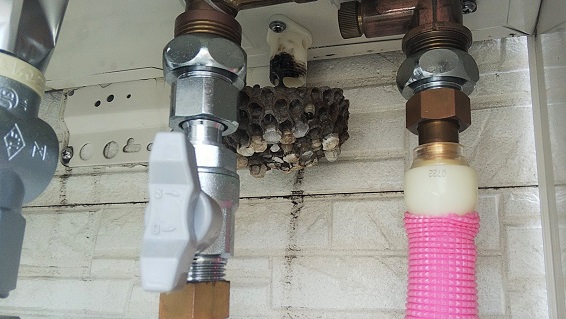 大阪府枚方市で屋外ガス給湯器内に営巣したアシナガバチの蜂の巣駆除