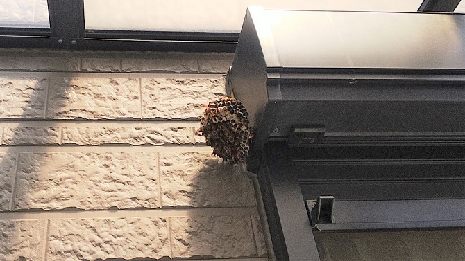 滋賀県栗東市で窓シャッターBOXに営巣したアシナガバチの蜂の巣駆除