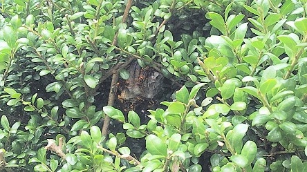 滋賀県栗東市で庭木に営巣したアシナガバチの蜂の巣駆除