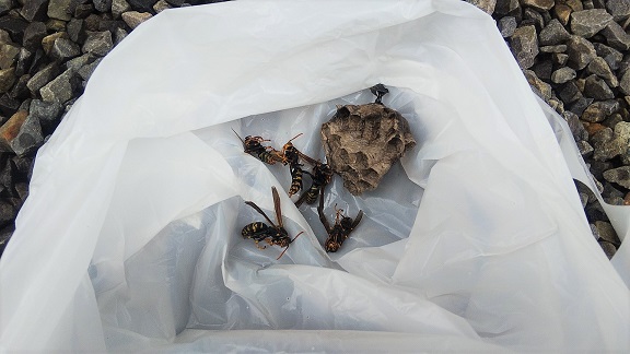 滋賀県甲賀市水口町でエアコン室外機の中に営巣したアシナガバチの蜂の巣駆除
