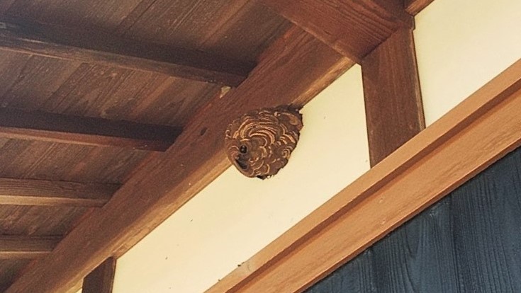 滋賀県甲賀市水口町で１階軒下に営巣したコガタスズメバチの蜂の巣駆除