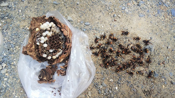 滋賀県甲賀市水口町で１階軒下に営巣したコガタスズメバチの蜂の巣駆除