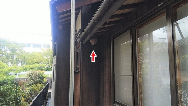 滋賀県湖南市で１階軒下に営巣したコガタスズメバチの蜂の巣駆除