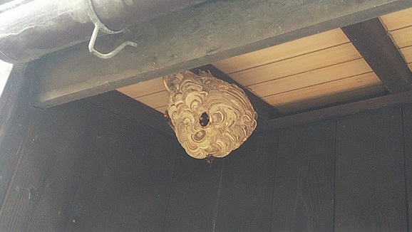 滋賀県湖南市で１階軒下に営巣したコガタスズメバチの蜂の巣駆除