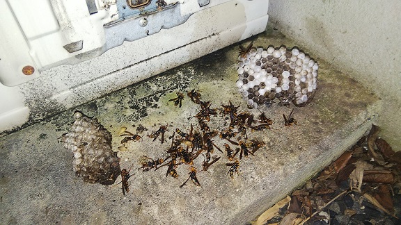 滋賀県湖南市でエアコン室外機の冷媒管接続BOX内に営巣したアシナガバチの蜂の巣駆除