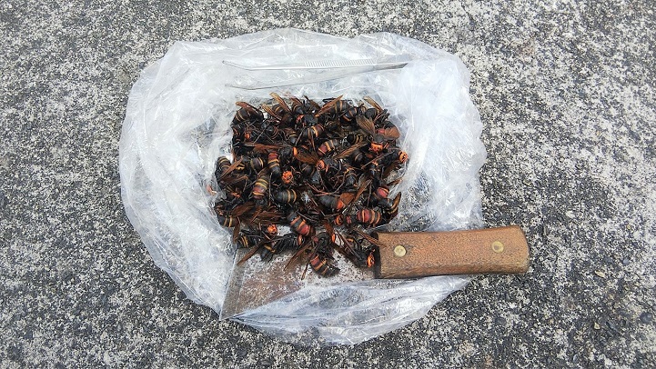 滋賀県甲賀市甲南町で外壁の内部に営巣したヒメスズメバチの蜂の巣駆除