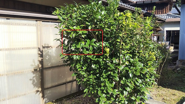 滋賀県甲賀市甲賀町で庭木に営巣したコガタスズメバチの蜂の巣駆除