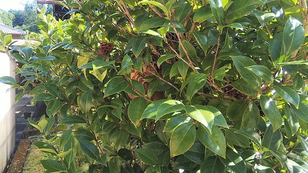 滋賀県甲賀市甲賀町で庭木に営巣したコガタスズメバチの蜂の巣駆除
