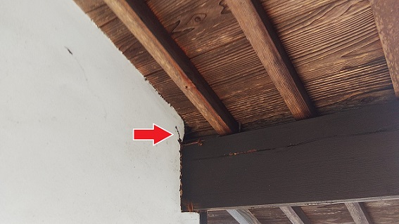 滋賀県甲賀市甲賀町で２階天井裏に営巣したキイロスズメバチの蜂の巣駆除