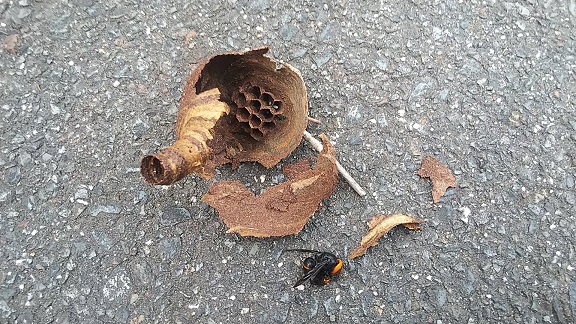 京都府相楽郡精華町庭木に営巣したコガタスズメバチの蜂の巣駆除