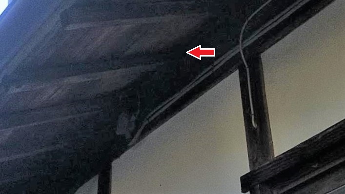 大阪府茨木市で天井裏に営巣したキイロスズメバチの蜂の巣駆除