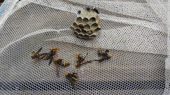 滋賀県草津市でエアコン室外機の中に営巣したアシナガバチの蜂の巣駆除