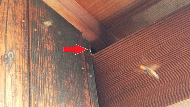 滋賀県草津市で外壁の内部に営巣したヒメスズメバチの蜂の巣駆除