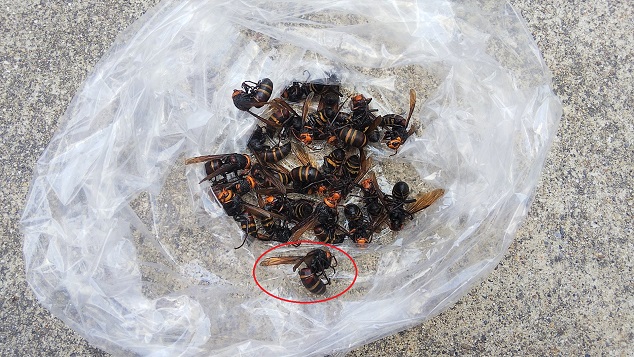 滋賀県草津市で外壁の内部に営巣したヒメスズメバチの蜂の巣駆除
