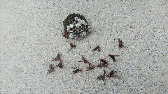 滋賀県草津市でエコキュート裏に営巣したアシナガバチの蜂の巣駆除