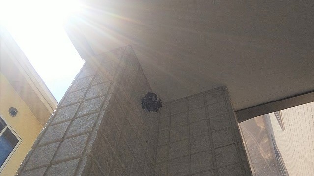 滋賀県野洲市で勝手口側の柱に営巣したアシナガバチの蜂の巣駆除
