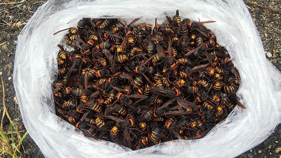 滋賀県野洲市で１階天井裏に営巣したモンスズメバチの蜂の巣駆除