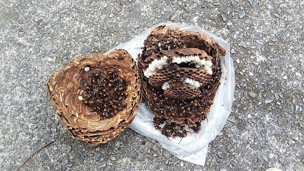 滋賀県野洲市で１階軒下に営巣したコガタスズメバチの蜂の巣駆除