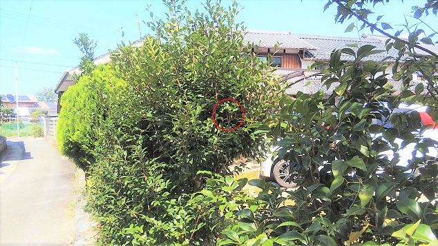 滋賀県野洲市で庭木に営巣したコガタスズメバチの蜂の巣駆除