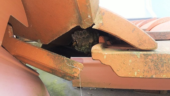 滋賀県野洲市で1階屋根瓦の下に営巣したアシナガバチの蜂の巣駆除