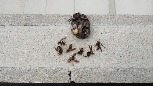 京都府長岡京市でエアコン室外機の裏に営巣したアシナガバチの蜂の巣駆除