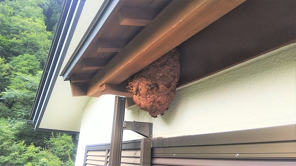 滋賀県高島市で渓流釣り施設建屋２階庇に営巣したキイロスズメバチの蜂の巣駆除