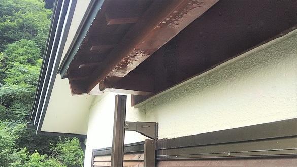 滋賀県高島市で渓流釣り施設建屋２階庇に営巣したキイロスズメバチの蜂の巣駆除