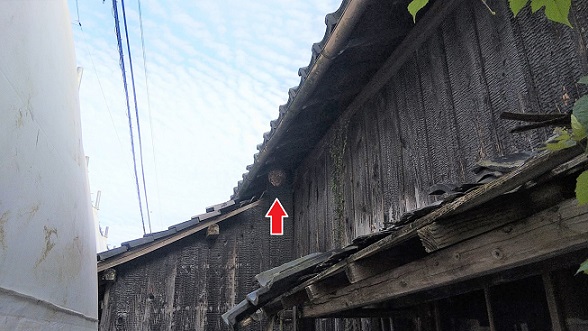 滋賀県高島市で解体中の家屋１階軒下に営巣したコガタスズメバチの蜂の巣駆除