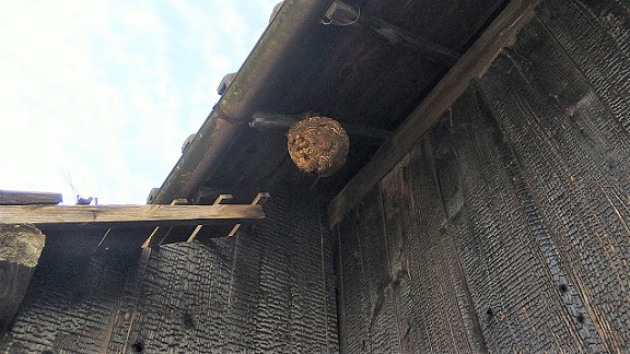 滋賀県高島市で解体中の家屋１階軒下に営巣したコガタスズメバチの蜂の巣駆除