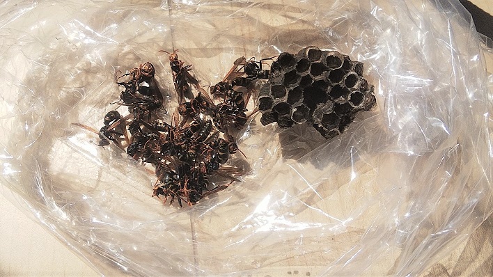 大阪府高槻市で外壁通気口フード内に営巣したアシナガバチの蜂の巣駆除