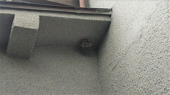 大阪府高槻市で1階軒下に営巣したアシナガバチの蜂の巣駆除