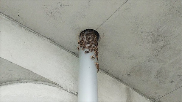 大阪府高槻市で医療施設のバルコニー排水管の天井側に集結したアシナガバチの駆除
