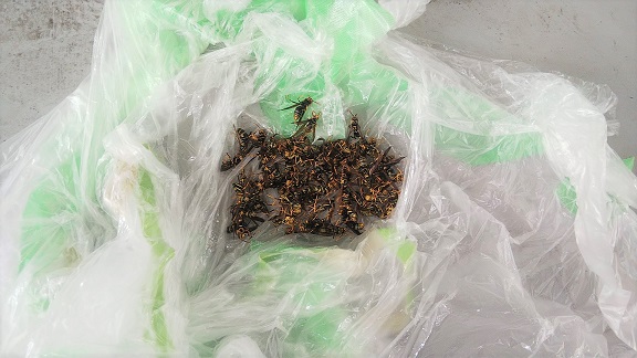 大阪府高槻市で医療施設のバルコニー排水管の天井側に集結したアシナガバチの駆除