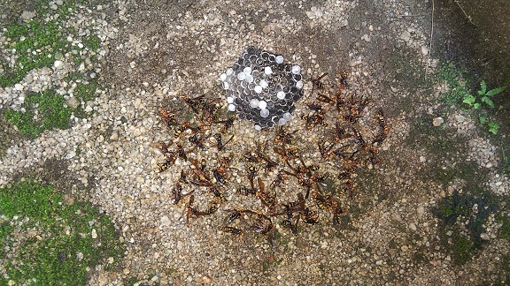 京都府京都市中京区で屋外給湯器の下に営巣したアシナガバチの蜂の巣駆除