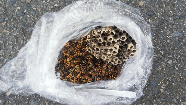 三重県亀山市で電線ZTVボックス下に営巣したアシナガバチの蜂の巣駆除