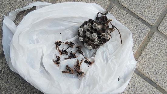 京都府京都市伏見区で植え込みに営巣したアシナガバチの蜂の巣駆除
