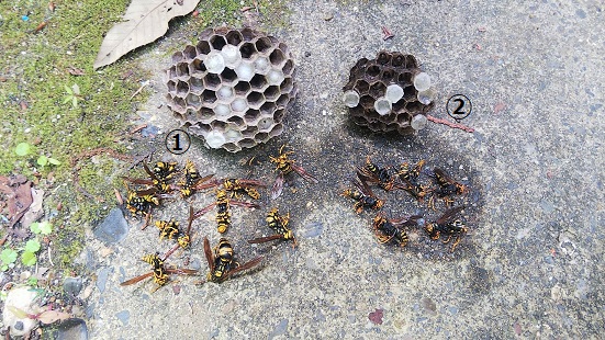 京都府京都市北区で軒下に営巣したアシナガバチの蜂の巣駆除
