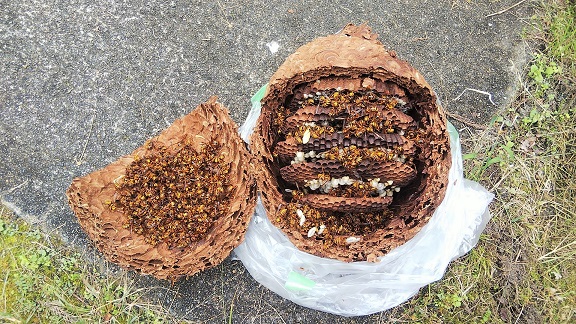 京都府京都市北区で資材倉庫の軒下に営巣したキイロスズメバチの蜂の巣駆除