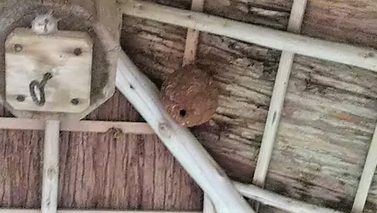 京都府京都市右京区で参道脇の東屋の天井に営巣したキイロスズメバチの蜂の巣駆除